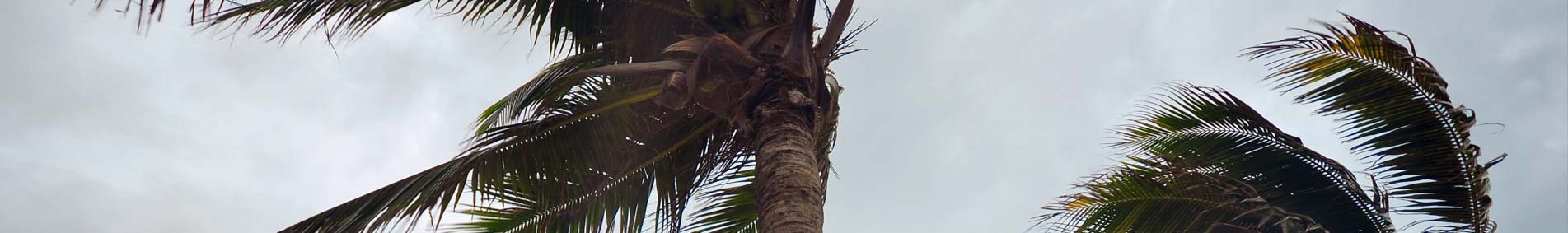 hurricane winds blowing palm trees