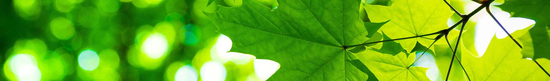 leaves in sunlight