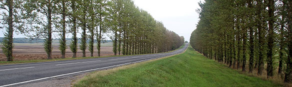 photo of a road and roadside