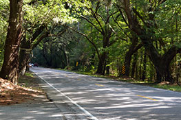 winding road through overhanging trees