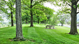 picnic table on the grass amongst some trees